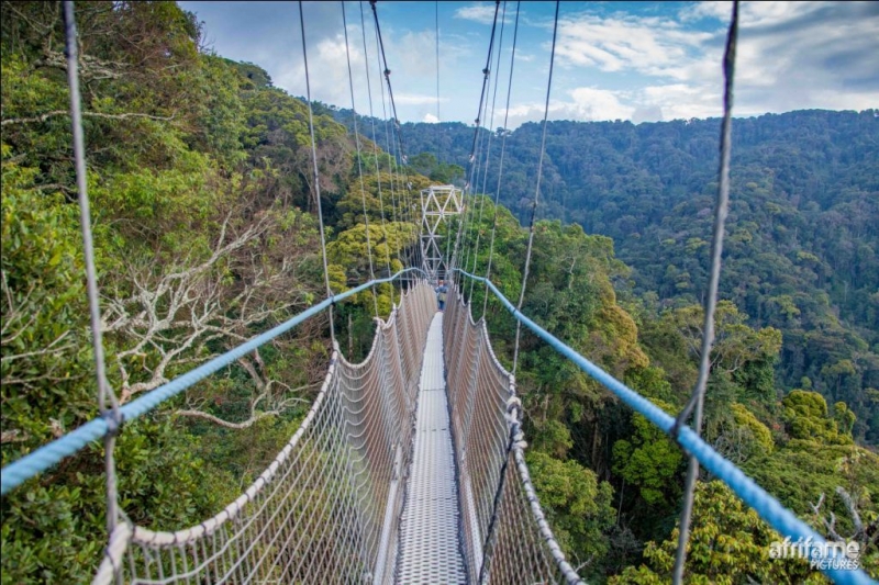 DUTEMBERE: Byinshi ku kiraro cyo mu kirere â€œCanopyâ€ kimwe mu bitatse pariki yâ€™ishyamba rya Nyungwe