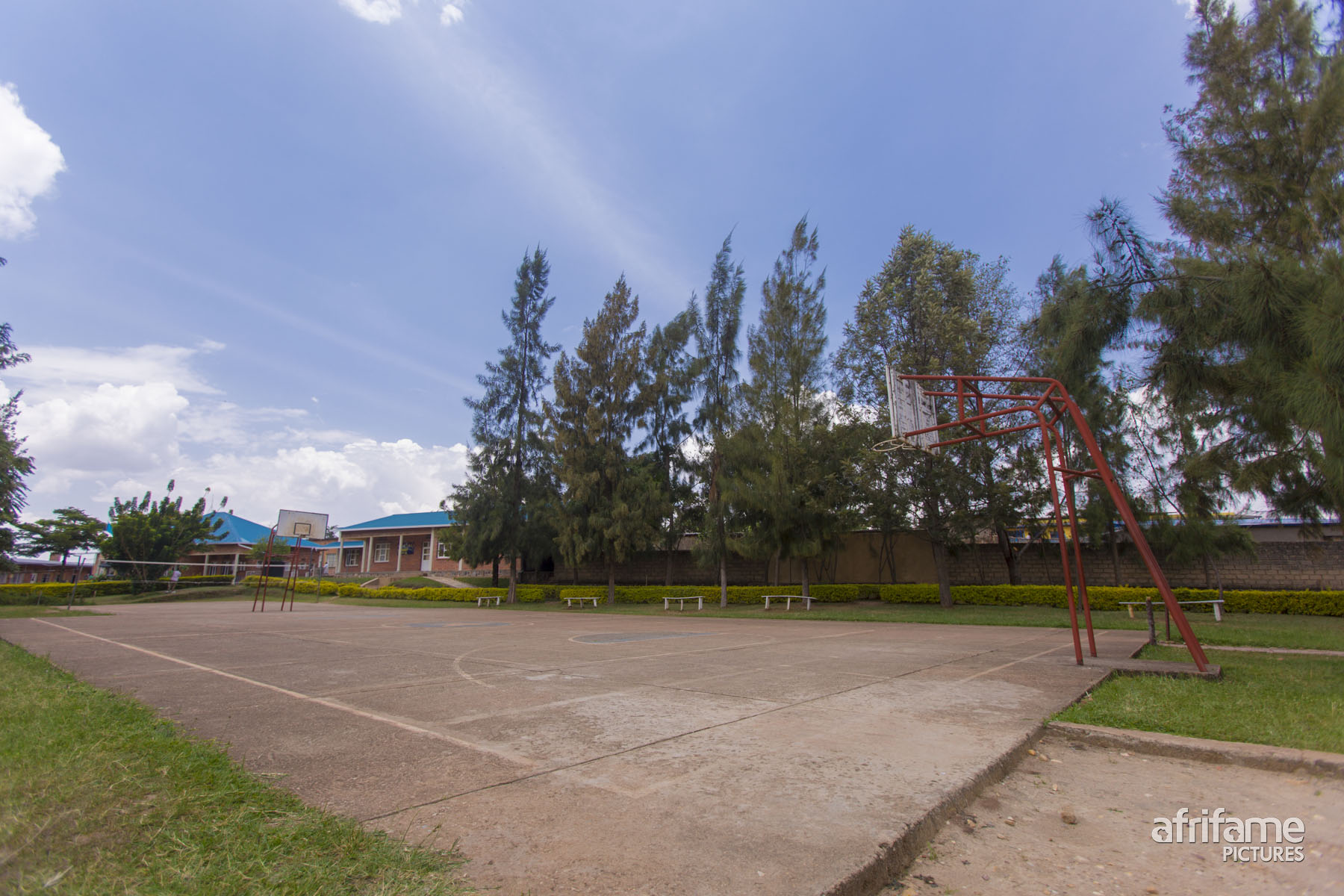 Stella Matutina Shyorongi