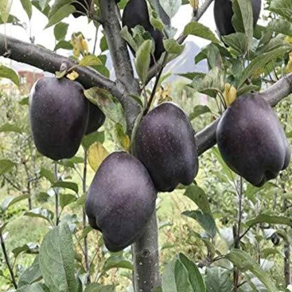 Byinshi ku mbuto za 'Pomme' zâ€™umukara ziryoha nkâ€™ubuki