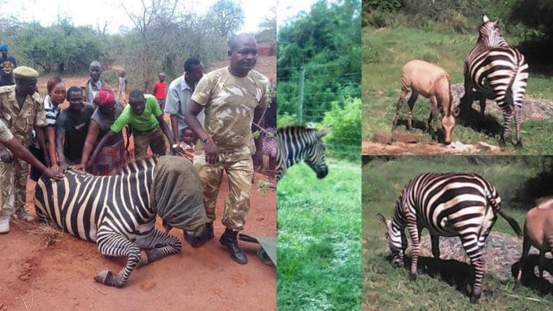 Indogobe Mu Rwanda Kenya: Imparage yabanguriranye n’indogobe iza kubyara uruvange r ...