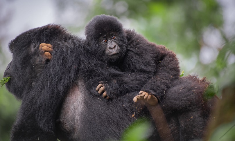 AMAFOTO y’Abana b’Ingagi 20 bazitwa amazina