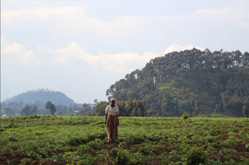 Rubavu: Tembera Umurenge w'ubuhinzi wa Mudende ugana ku ibere rya Bigogwe-AMAFOTO 40