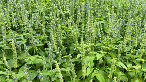 Ihurizo mu kibazo cya Chia Seeds z'ab'i Ngoma na Kirehe zoherejwe muri Uganda ku masezerano ya baringa