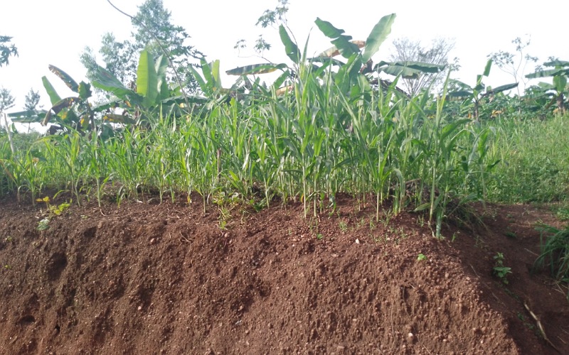 Kayonza: Ihingwa ry'amasaka nk'igipimo cyo gutekenika mu mihigo 