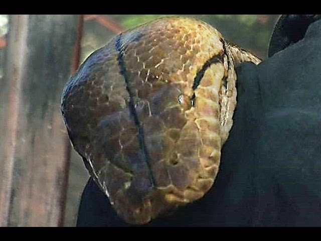 Ishobora kubaho imyaka irenga 40: Byinshi kuri "Medusa" yaciye agahigo k'inzoka ndende ku Isi